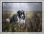 Biało-czarny, Pies, Border collie, Rośliny