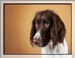 Springer Spaniel, Smutne, Spojrzenie